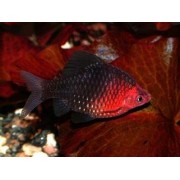 Барбус черный рубин (Barbus nigrofasciatus)