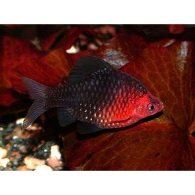 Барбус черный рубин (Barbus nigrofasciatus) Барбус черный рубин (Barbus nigrofasciatus)