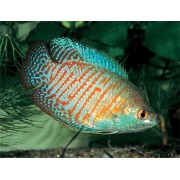 Барбус черный рубин (Barbus nigrofasciatus)