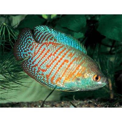 Барбус черный рубин (Barbus nigrofasciatus) Барбус черный рубин (Barbus nigrofasciatus)