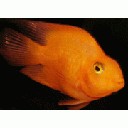 Васильковый хаплохромис (аквариумная рыба)