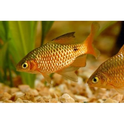 Gloxy "Шахматная фигура Ферзь чёрный" Gloxy "Шахматная фигура Ферзь чёрный"