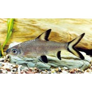 Акулий Бала