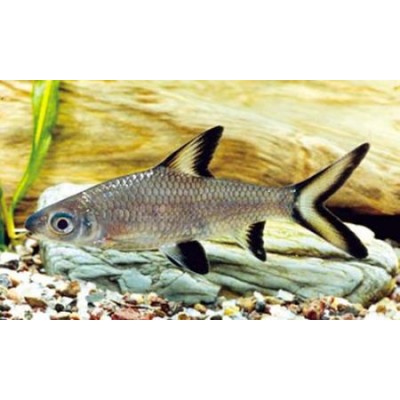 Акулий Бала Акулий Бала