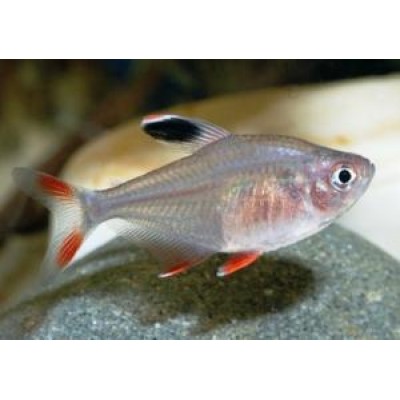 Орнатус S Орнатус S