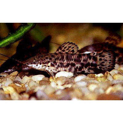 Таракатум L (аквариумная рыба) Таракатум L (аквариумная рыба)