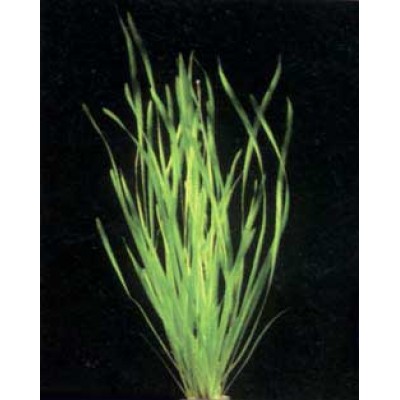 Валлиснерия гигантская (Vallisneria gigantea) Валлиснерия гигантская (Vallisneria gigantea)