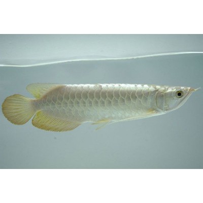 Арована южноамериканская (Osteoglossum bicirrhosum) 12-15см. Арована южноамериканская (Osteoglossum bicirrhosum) 12-15см.