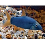 Боция Модеста или голубоватая Yasuhikotakia modesta