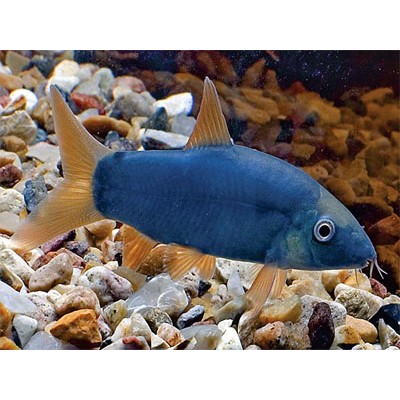 Боция Модеста или голубоватая Yasuhikotakia modesta Боция Модеста или голубоватая Yasuhikotakia modesta