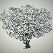 Горгонария 15см(Декор)