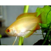 Гурами медовый (Trichogaster chuna)