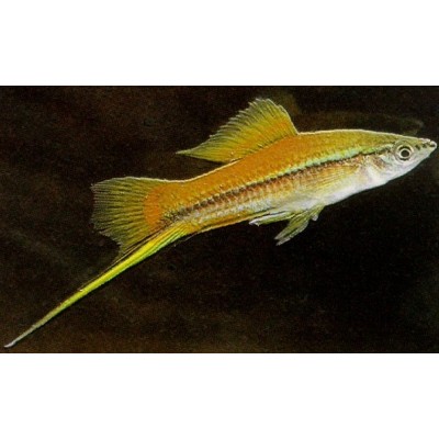 Меченосец M (аквариумная рыба) Меченосец M (аквариумная рыба)