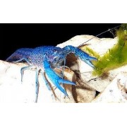 Голубой кубинский рак мал (Procambarus cubensis)