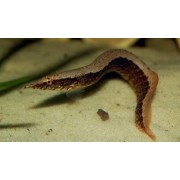 Макрогнатус кофейный (Macrognathus circumcinctus)