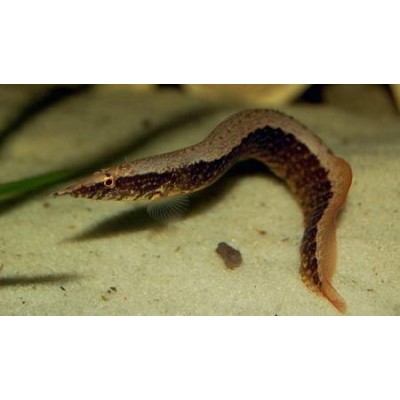 Макрогнатус кофейный (Macrognathus circumcinctus) Макрогнатус кофейный (Macrognathus circumcinctus)