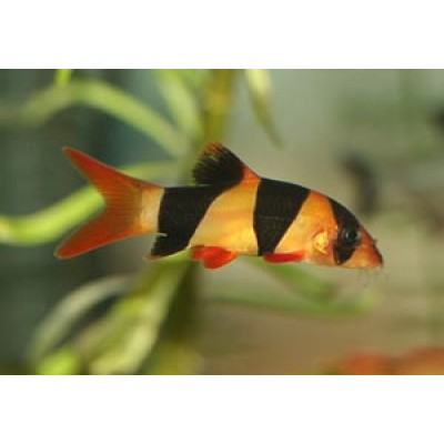 Боция клоун (Botia macracantha) Боция клоун (Botia macracantha)