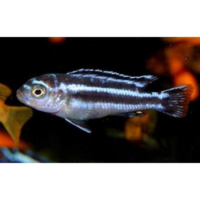 Меланохромис Майнгано Меланохромис Майнгано