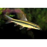 Сиамский Водорослеед