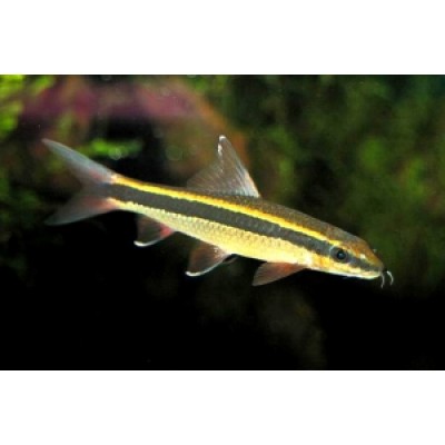 Сиамский Водорослеед Сиамский Водорослеед