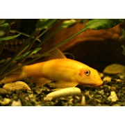 Гиринохейлус (аквариумная рыбка)