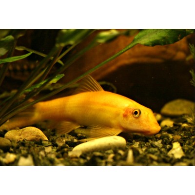 Гиринохейлус (аквариумная рыбка) Гиринохейлус (аквариумная рыбка)