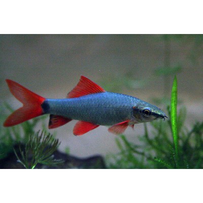 Лабео M Лабео M