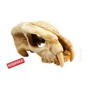 Deksi "Череп динозавра № 1001" 20*9*12 см