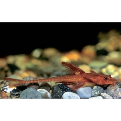 Лорикария красная (Rineloricaria sp. "red") Лорикария красная (Rineloricaria sp. "red")