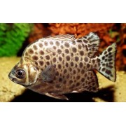 Аргус Красный