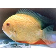 Северум Красноплечий