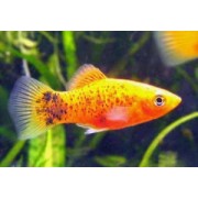 Меченосец L (аквариумная рыба)