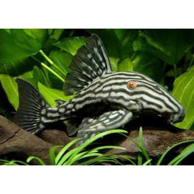 Панак чернополосый (PANAQUE NIGROLINEATUS) Панак чернополосый (PANAQUE NIGROLINEATUS)