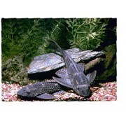 Плекостомус (Hypostomus plecostomus) Размер L
