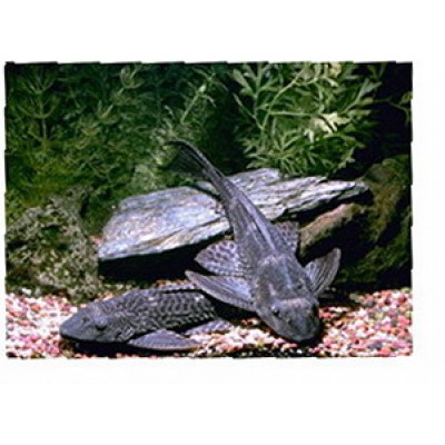 Плекостомус (Hypostomus plecostomus) Размер L Плекостомус (Hypostomus plecostomus) Размер L