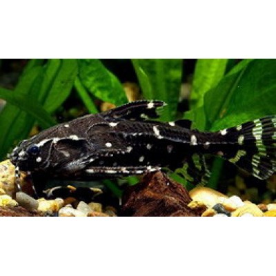 Лагуна "Грунт акриловый зелёный" 400 г Лагуна "Грунт акриловый зелёный" 400 г