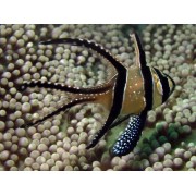 Апогон Каудерна (Pterapogon Kauderni)