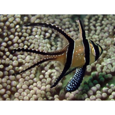 Апогон Каудерна (Pterapogon Kauderni) Апогон Каудерна (Pterapogon Kauderni)