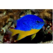 Хризиптера Желтобрюхая (Chrysiptera Hemicyanea)