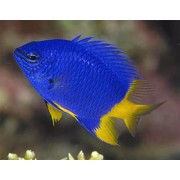 Хризиптера Желтохвостая (Chrysiptera Parasema)