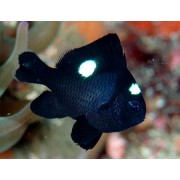 Дасцилл Домино (Dascyllus Trimaculatus)