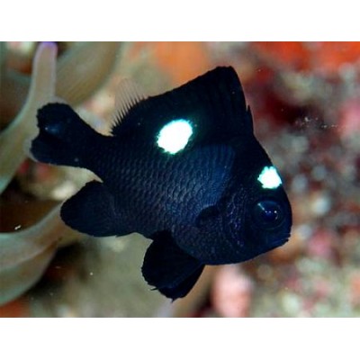 Дасцилл Домино (Dascyllus Trimaculatus) Дасцилл Домино (Dascyllus Trimaculatus)