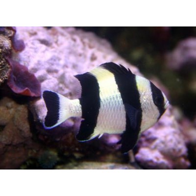 Дасцилл зебра чернохвостый (Dascyllus melanurus) Дасцилл зебра чернохвостый (Dascyllus melanurus)