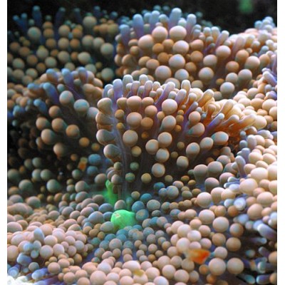 Рикордея Цветная Рикордея Цветная