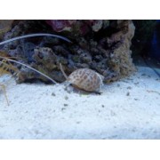 Babylonia spiratas грунтовая улитка вавилония  