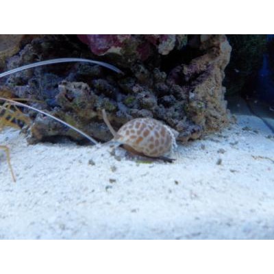 Babylonia spiratas грунтовая улитка вавилония Babylonia spiratas грунтовая улитка вавилония