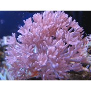 Heteroxenia fuscescens (Ксения пульсирующая, Белая)