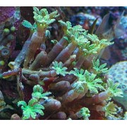 Клавулярия (Clavularia) Зелёная L