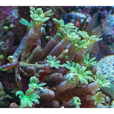 Клавулярия (Clavularia) Зелёная L Клавулярия (Clavularia) Зелёная L