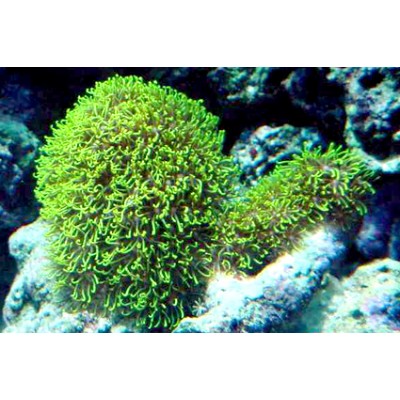 NovaMark "Terra CocoSoil mini" 6*75 г NovaMark "Terra CocoSoil mini" 6*75 г